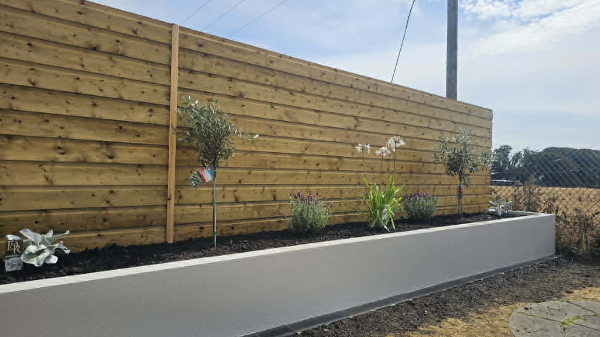 A rendered raised bed running the length of a new timber wall, planted with olive trees and lavender